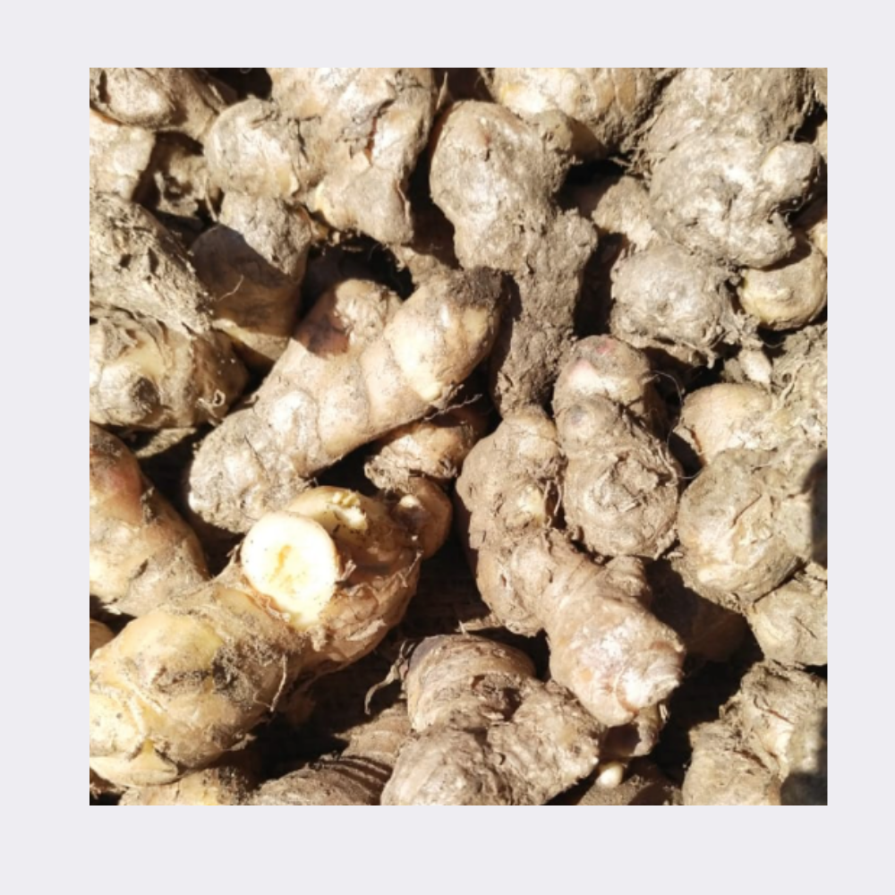 Desi Ginger Pack - Image 3