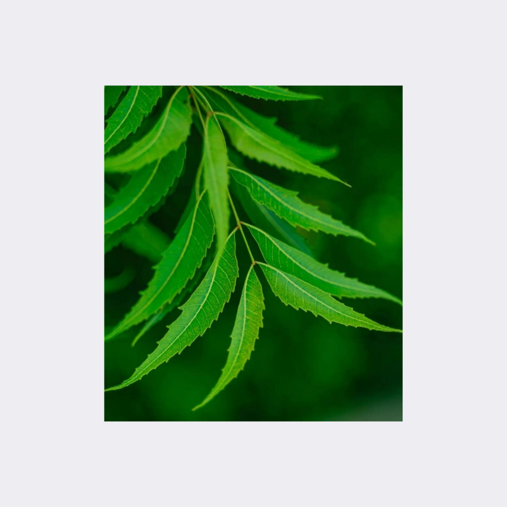 Neem Leaves Packet 25gm - Image 3